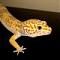 Avatar de gecko21